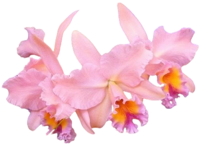 Orchid